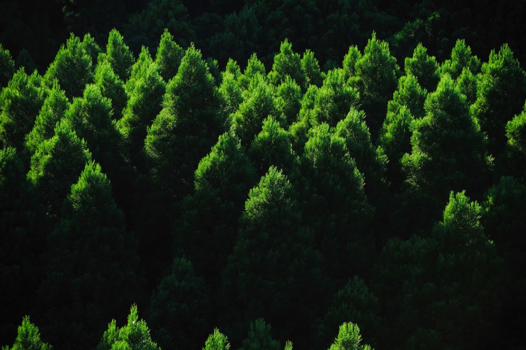 森林　エコ　環境イメージ
