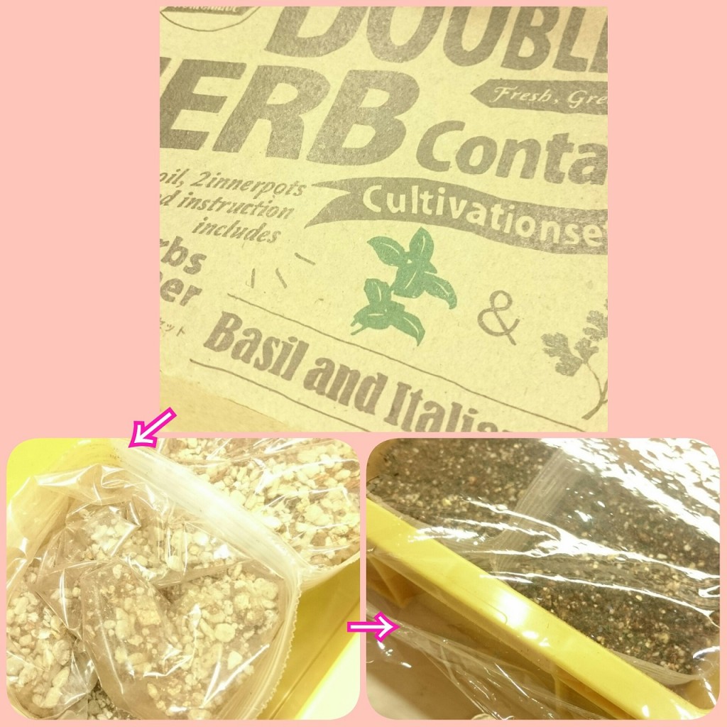 バジルを育ててみました