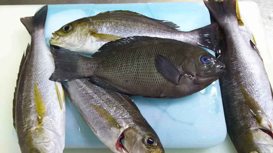 釣った魚って誰が捌くの？