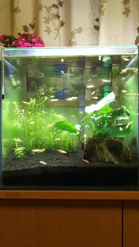 最近のメダカ水槽