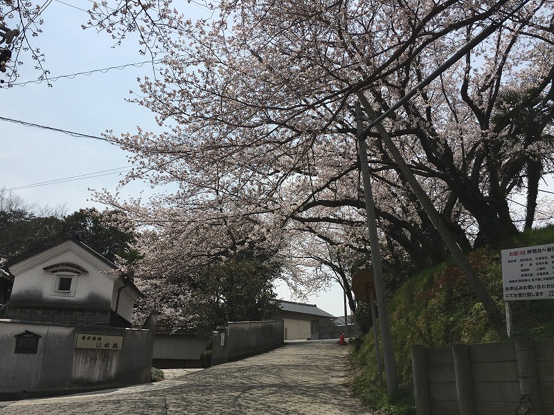 春が来ました