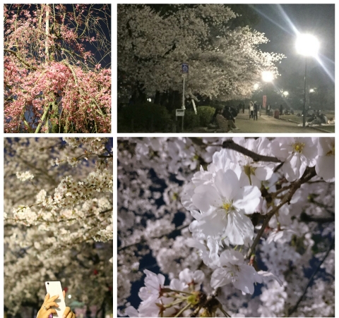 桜を見に行ってきました