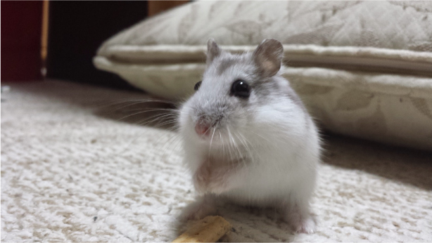 我が家のペット