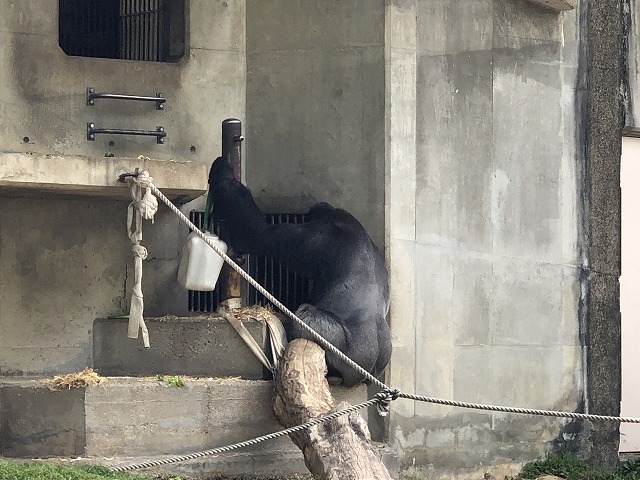 東山動物園のゴリラ