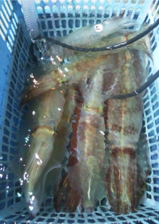 釣り三昧