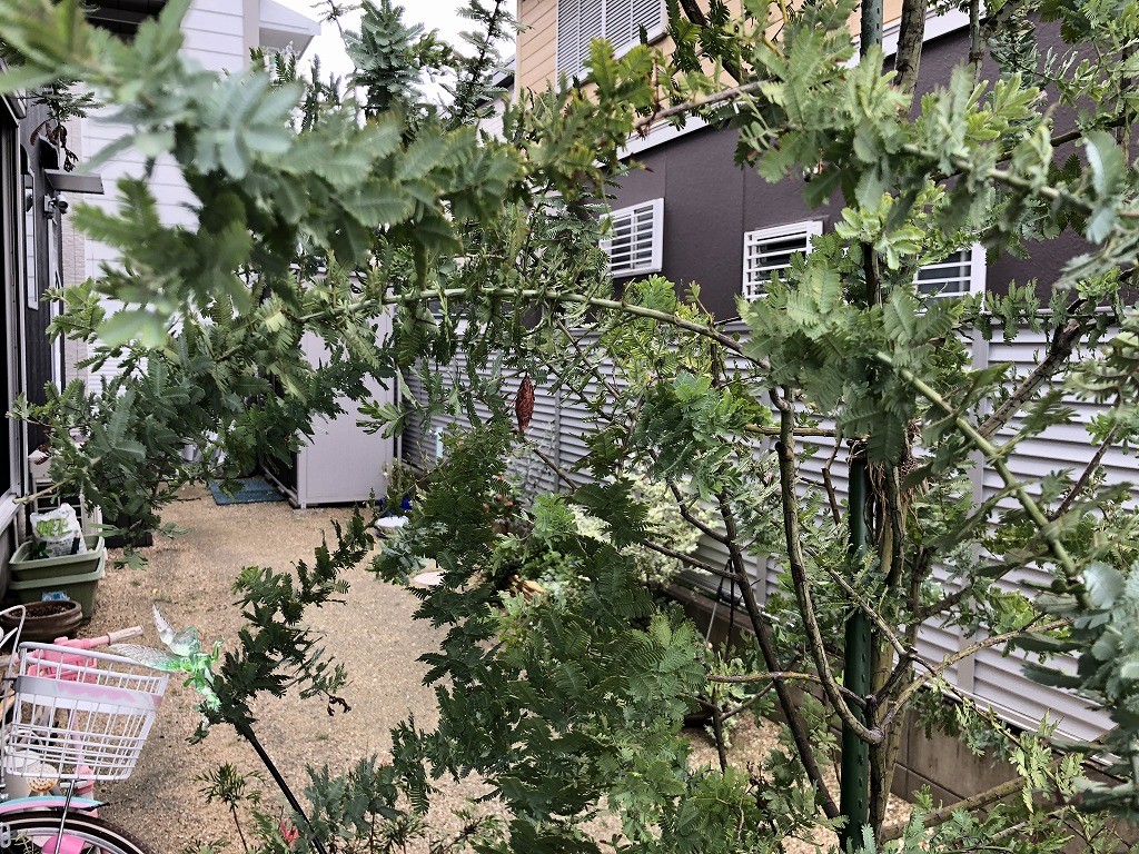 台風とミノムシ