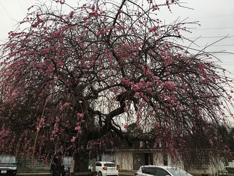 春も間近・・