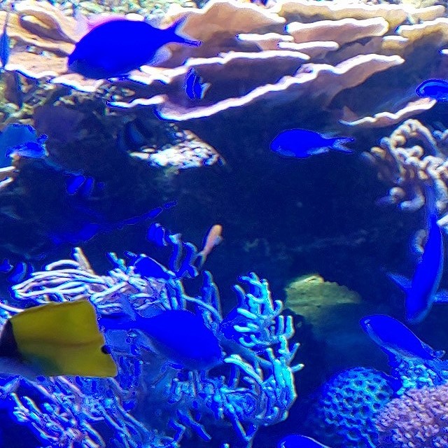 名古屋港水族館