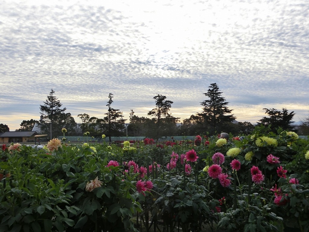 秋は夕暮れ。