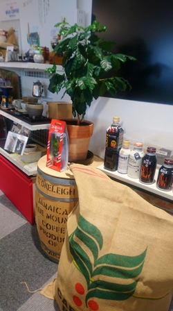コーヒーの木、育てます♪