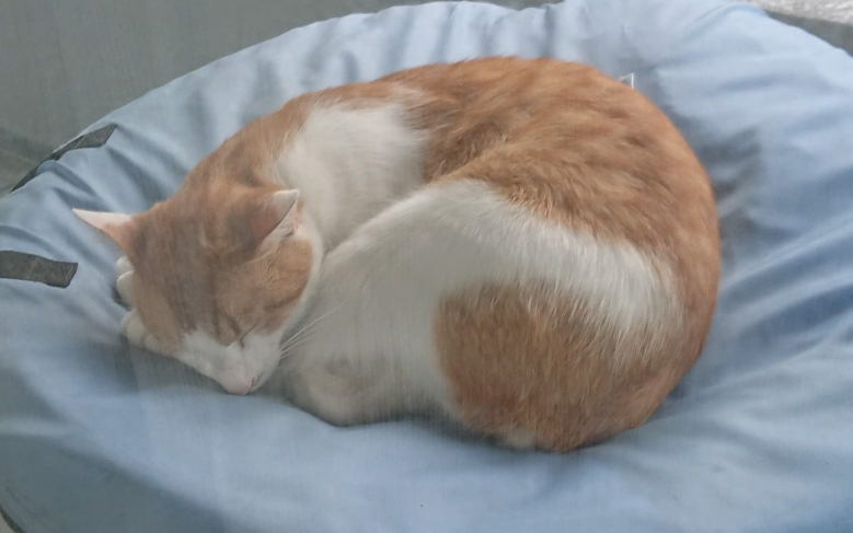 ネコが住み着きました