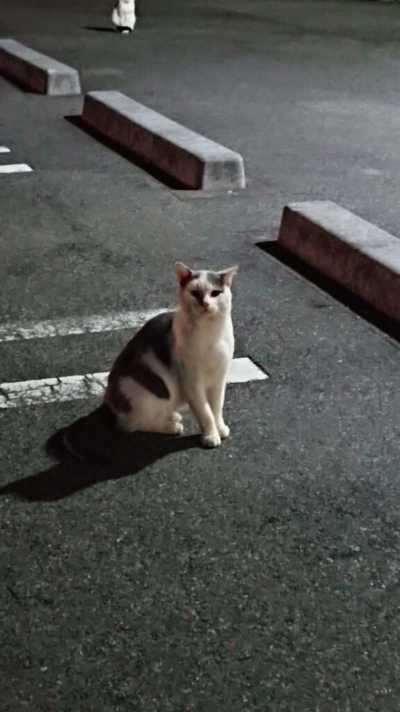 コンビニで見かけた猫たち