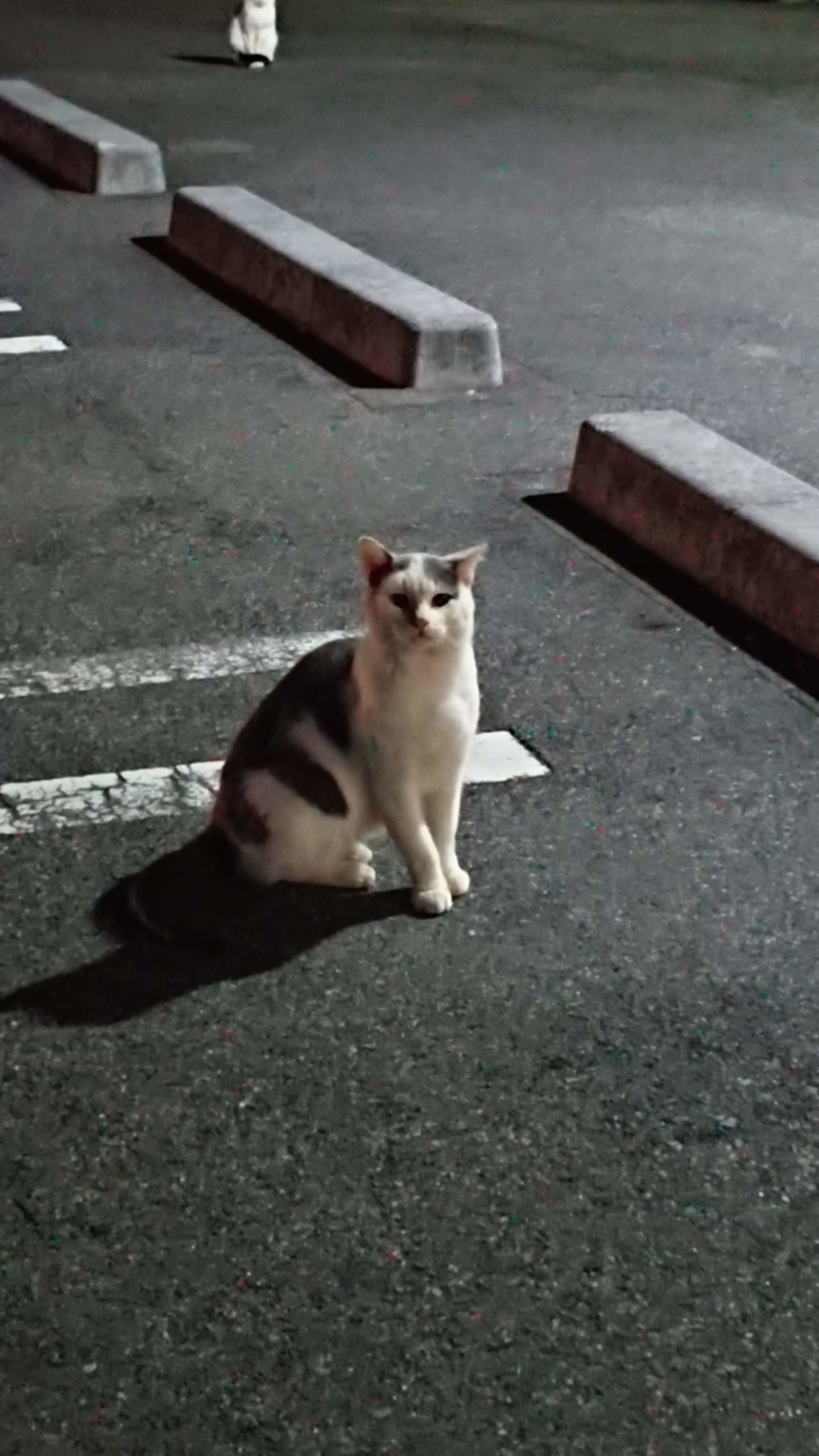 コンビニで見かけた猫たち