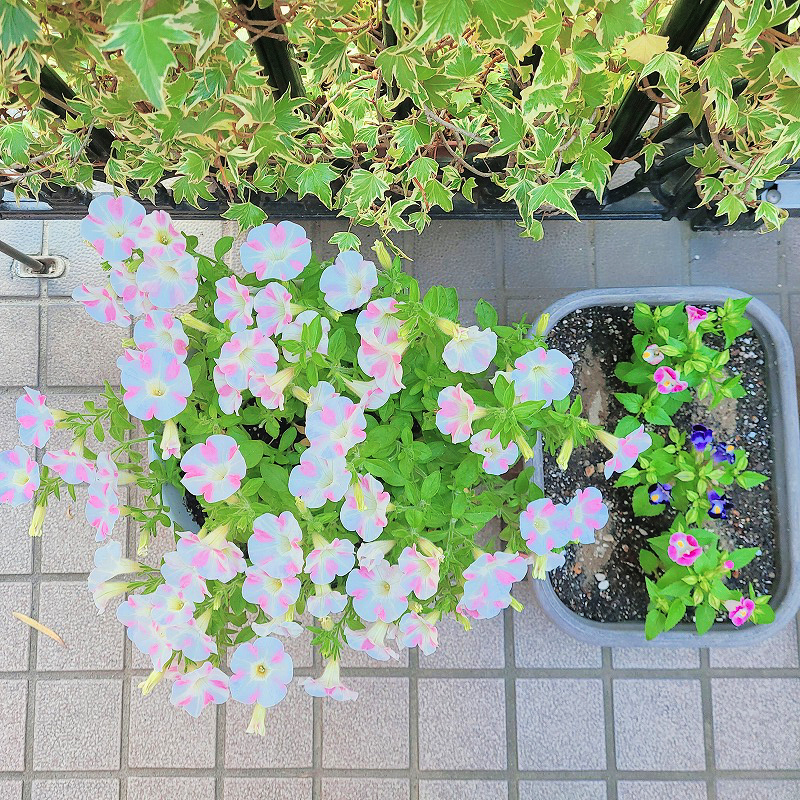 お父さんの趣味★