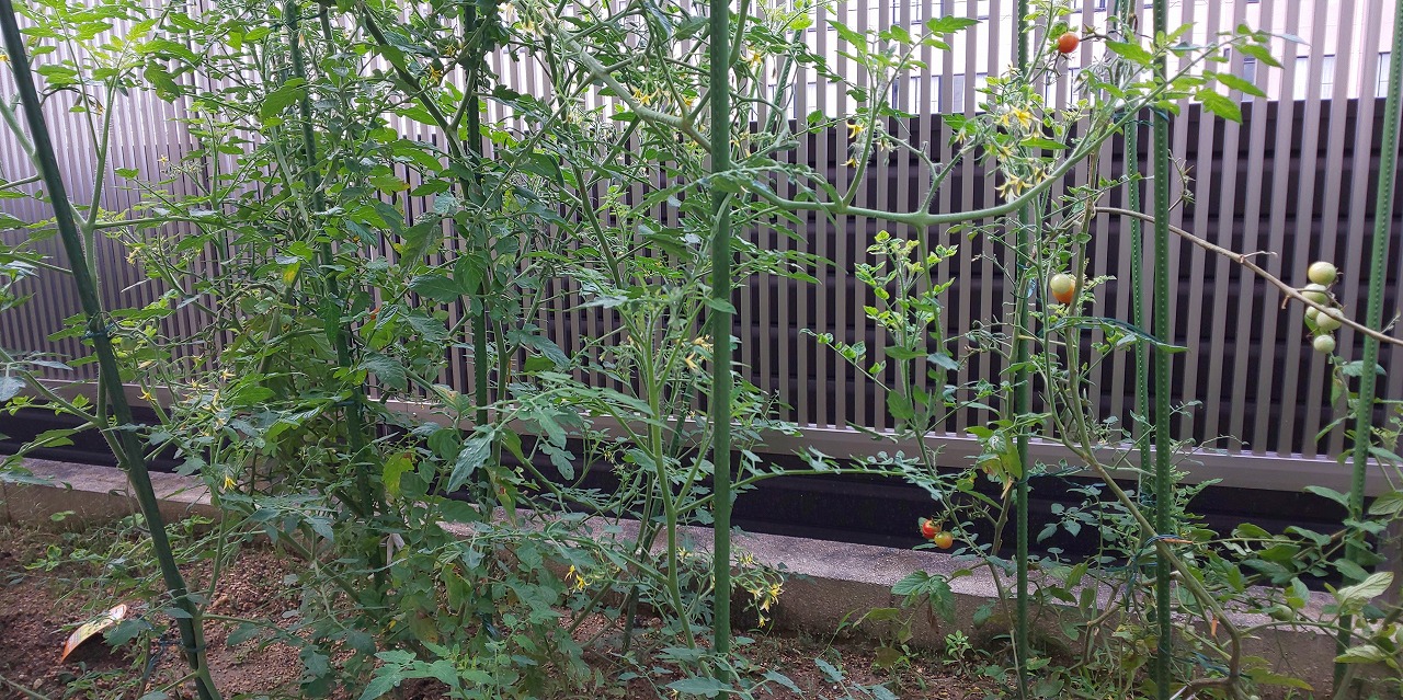 夏のお楽しみ　その2。
