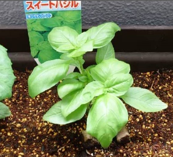 ☆プランターのハーブ