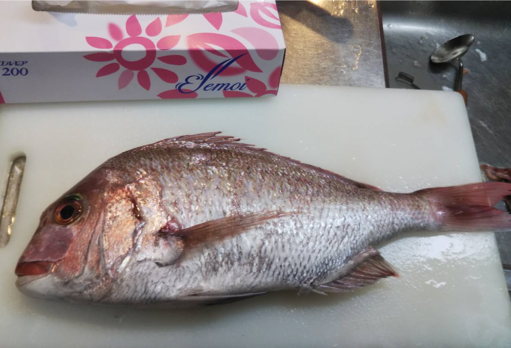 魚釣り！