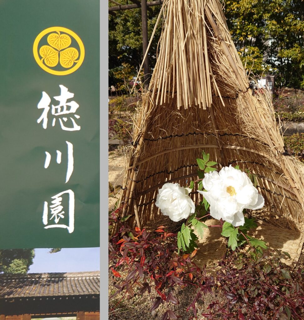 ☆冬の花