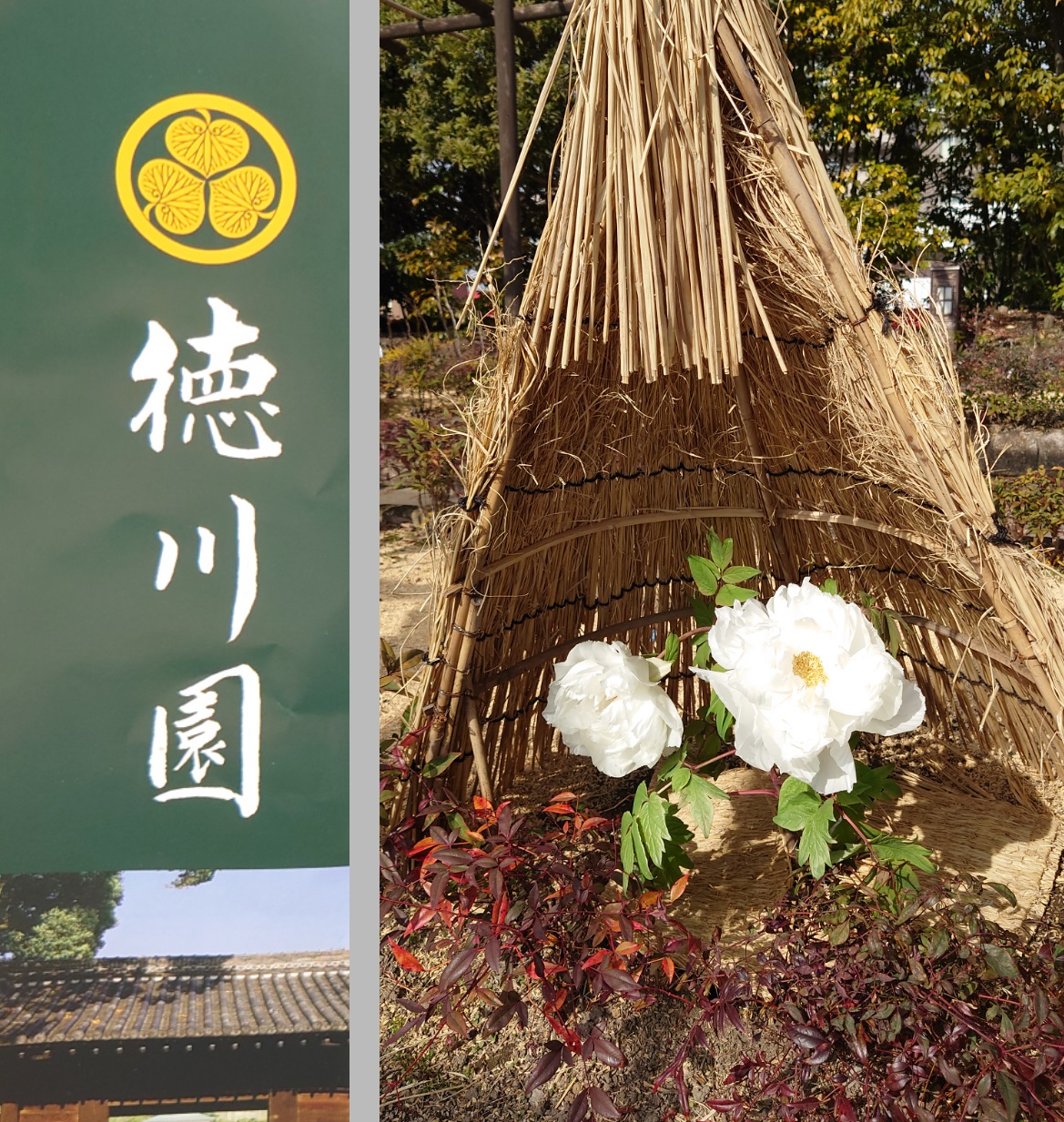 ☆冬の花
