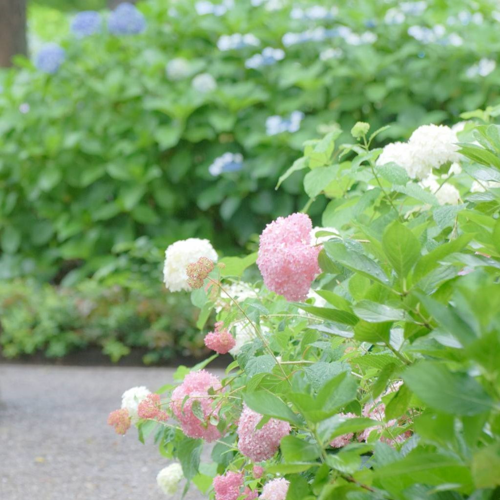 ☆あじさいまつり
