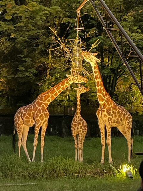 東山公園の恐怖激震  夜の動物園ナイトZOO