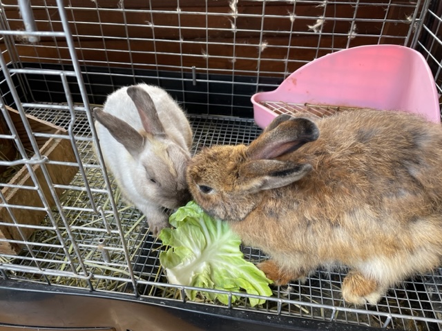 秋といえば