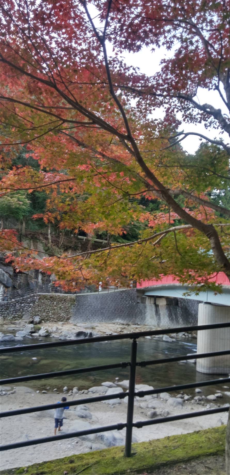 紅葉
