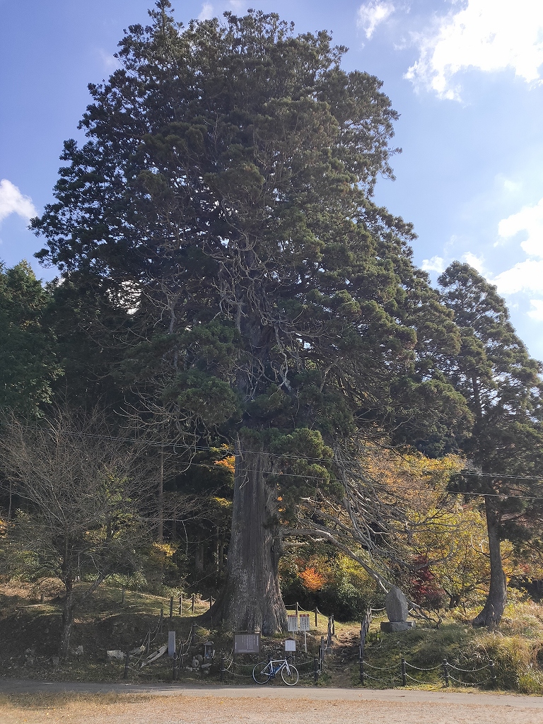 切山の大スギ