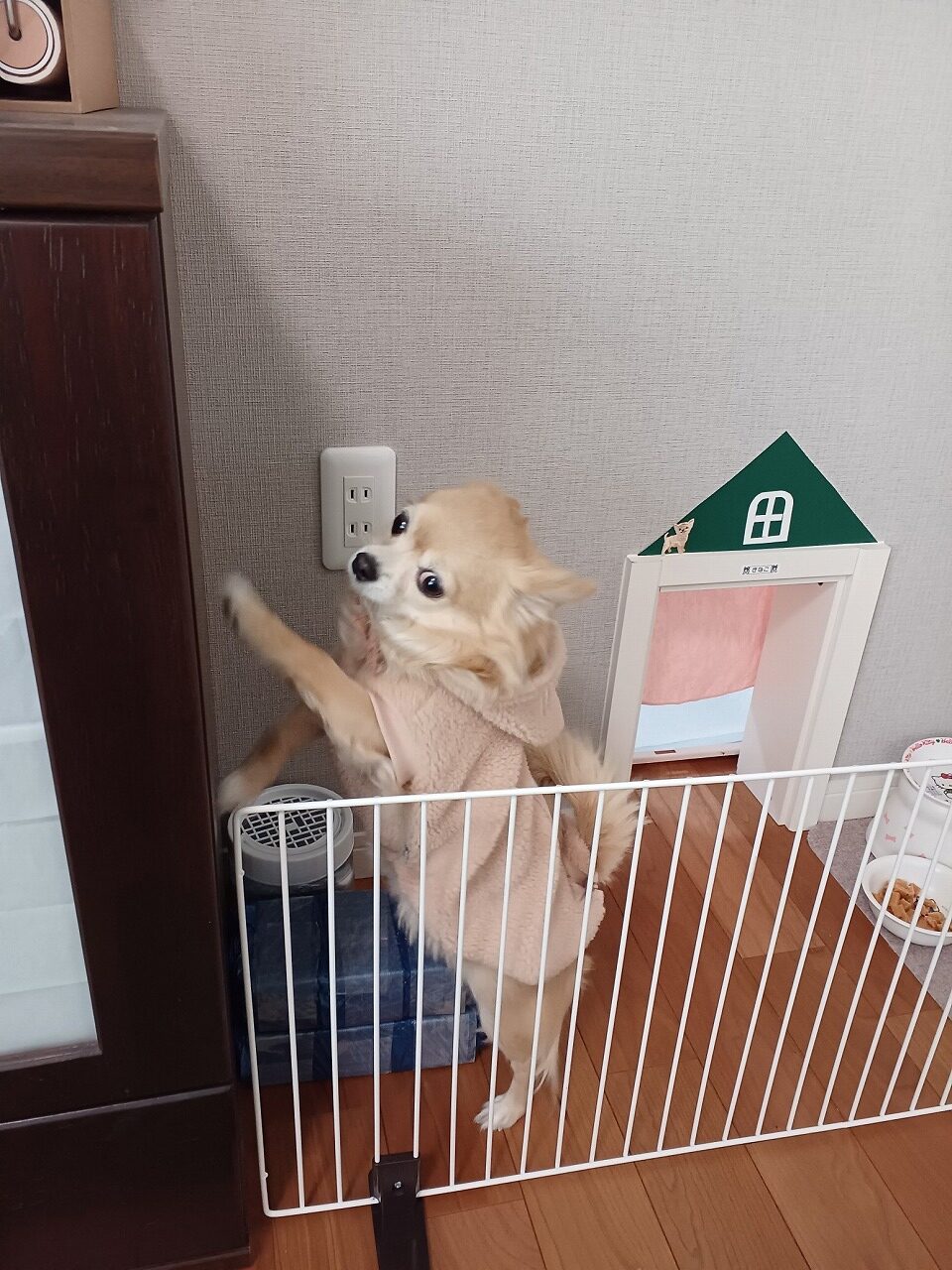 ペットを飼われている方は必見！