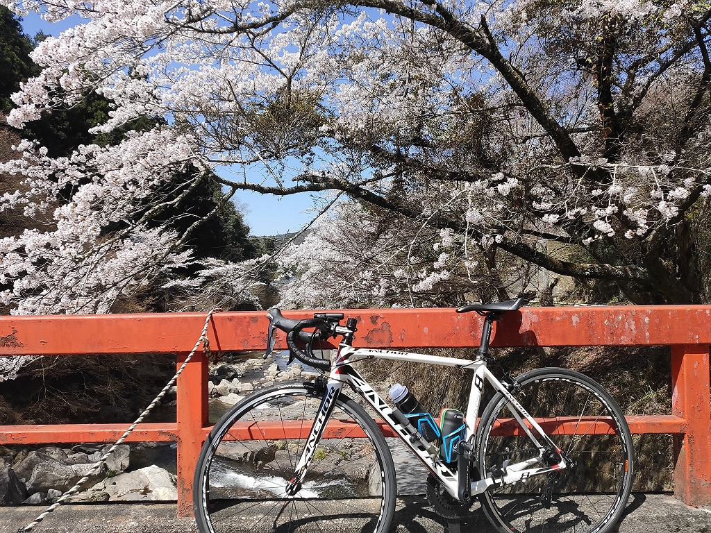 お花見サイクリング
