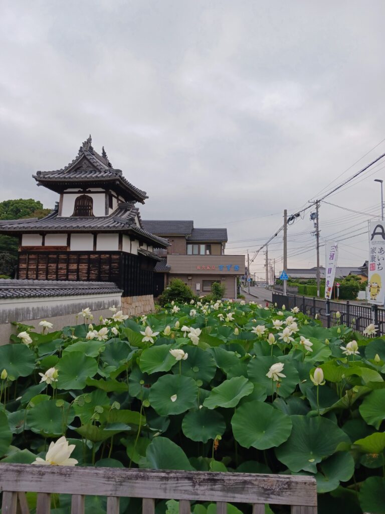 安城市☆本證寺の蓮