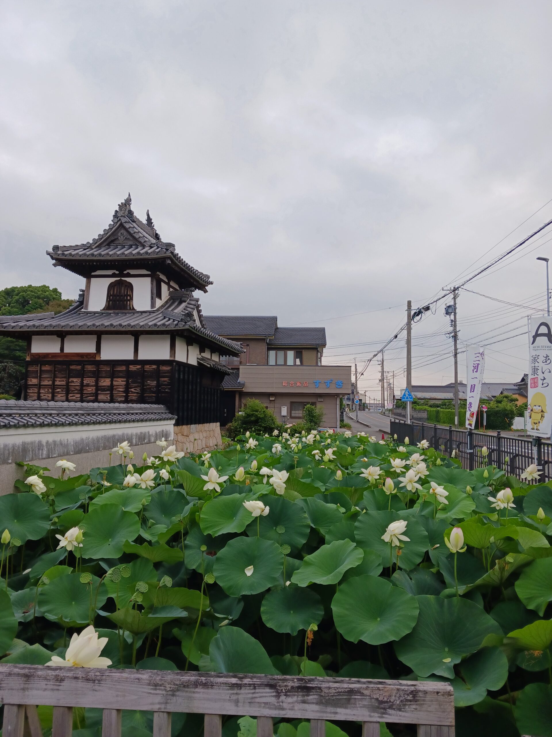 安城市☆本證寺の蓮