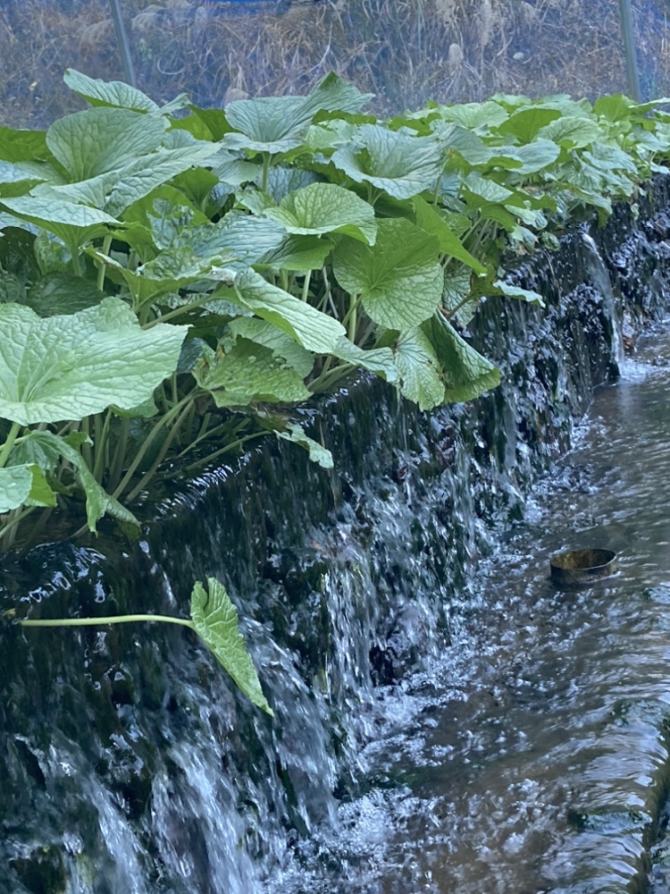 ☆  ☆  ☆　念願の東栄町のわさび　　☆　☆　☆
