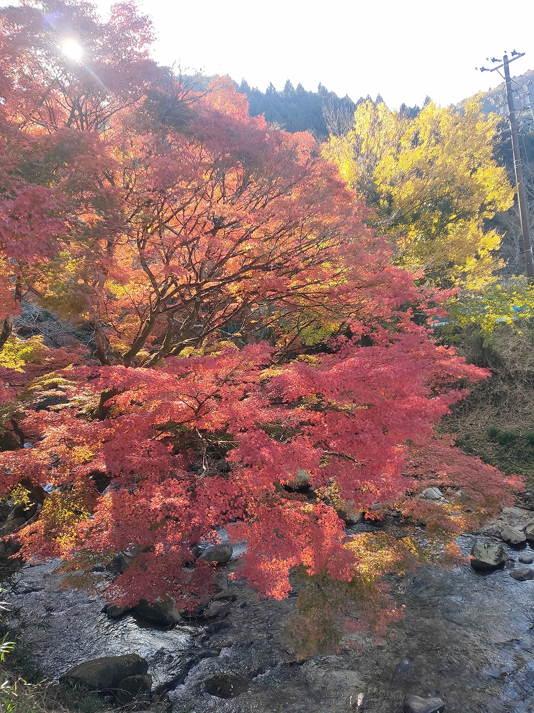 紅葉サイクリング