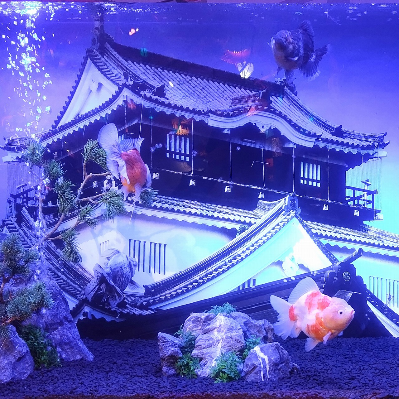 金魚ミュージアム。