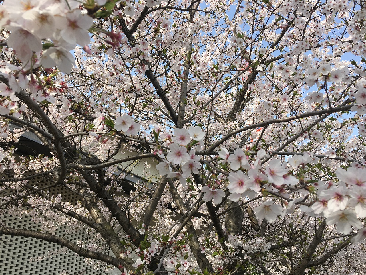 SAKURA🌸