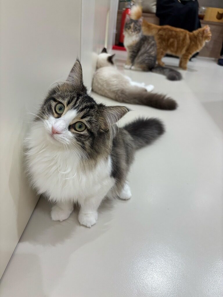 ららぽーと安城の猫カフェで癒やされてきました