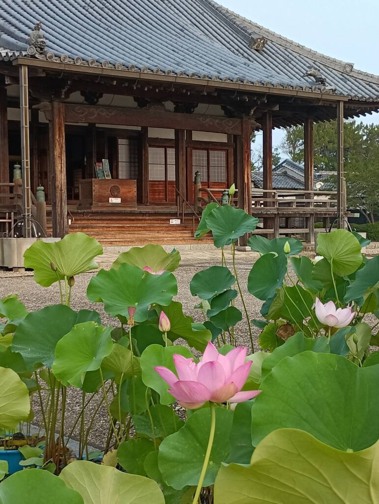 安城市・本證寺の蓮、今年も静かに咲いていました。