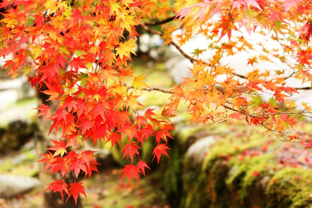 庭の木を選ぶポイントとおすすめの植栽