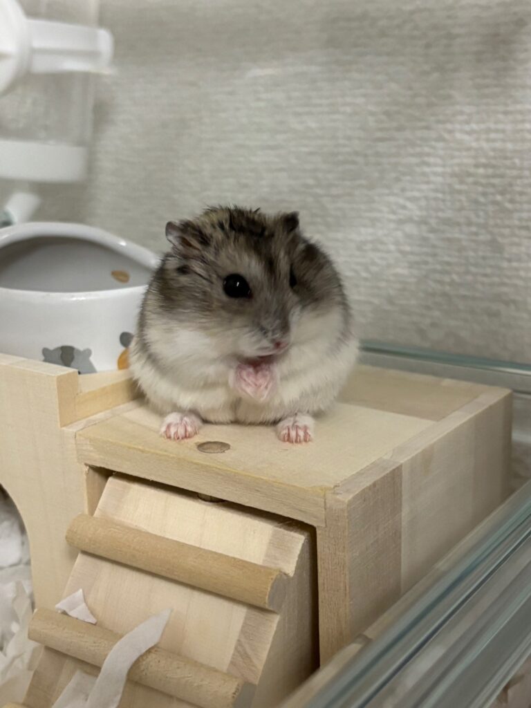新しい仲間「ハム助」