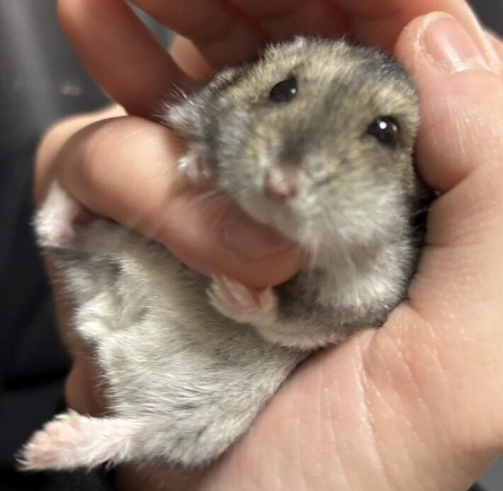 わが家のはむはむゆーとぴあ